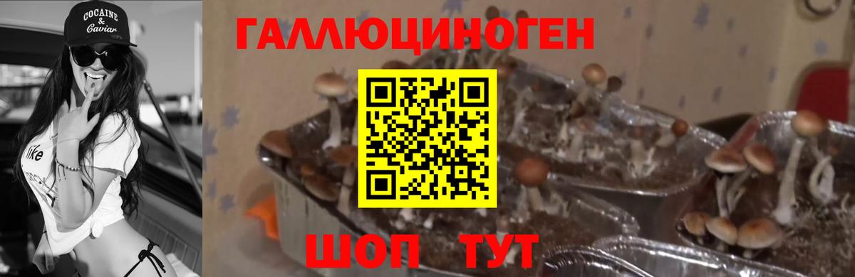 Галлюциногенные грибы Psilocybine cubensis  Вход с VPN  Курган 